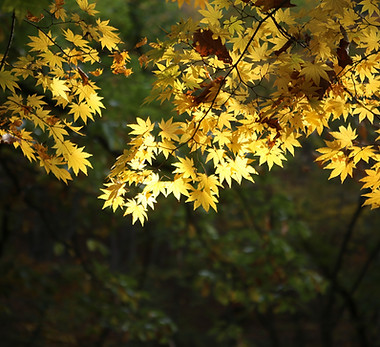 Leaves of Maple Tree