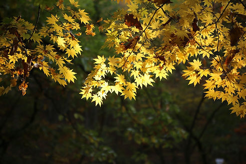 Feuilles d'érable