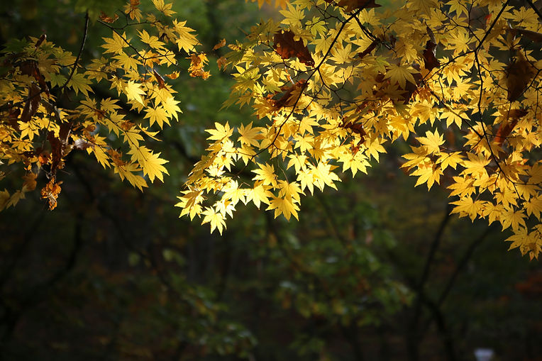Leaves of Maple Tree