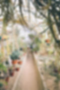 Succulent Greenhouse