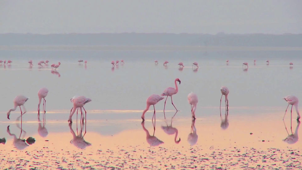 Flamants roses au Sunset Lagoon