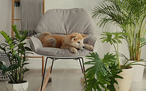 Chien sur chaise