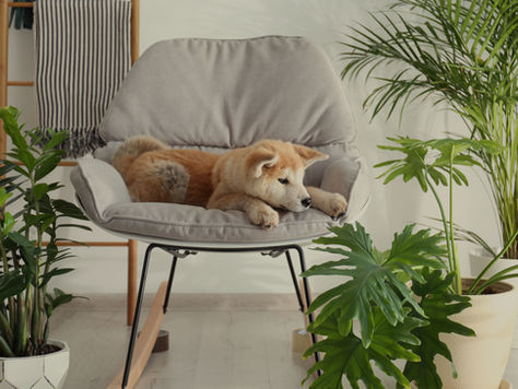 Pet-Friendly Houseplants: Safe Greenery for Your Furry Friends