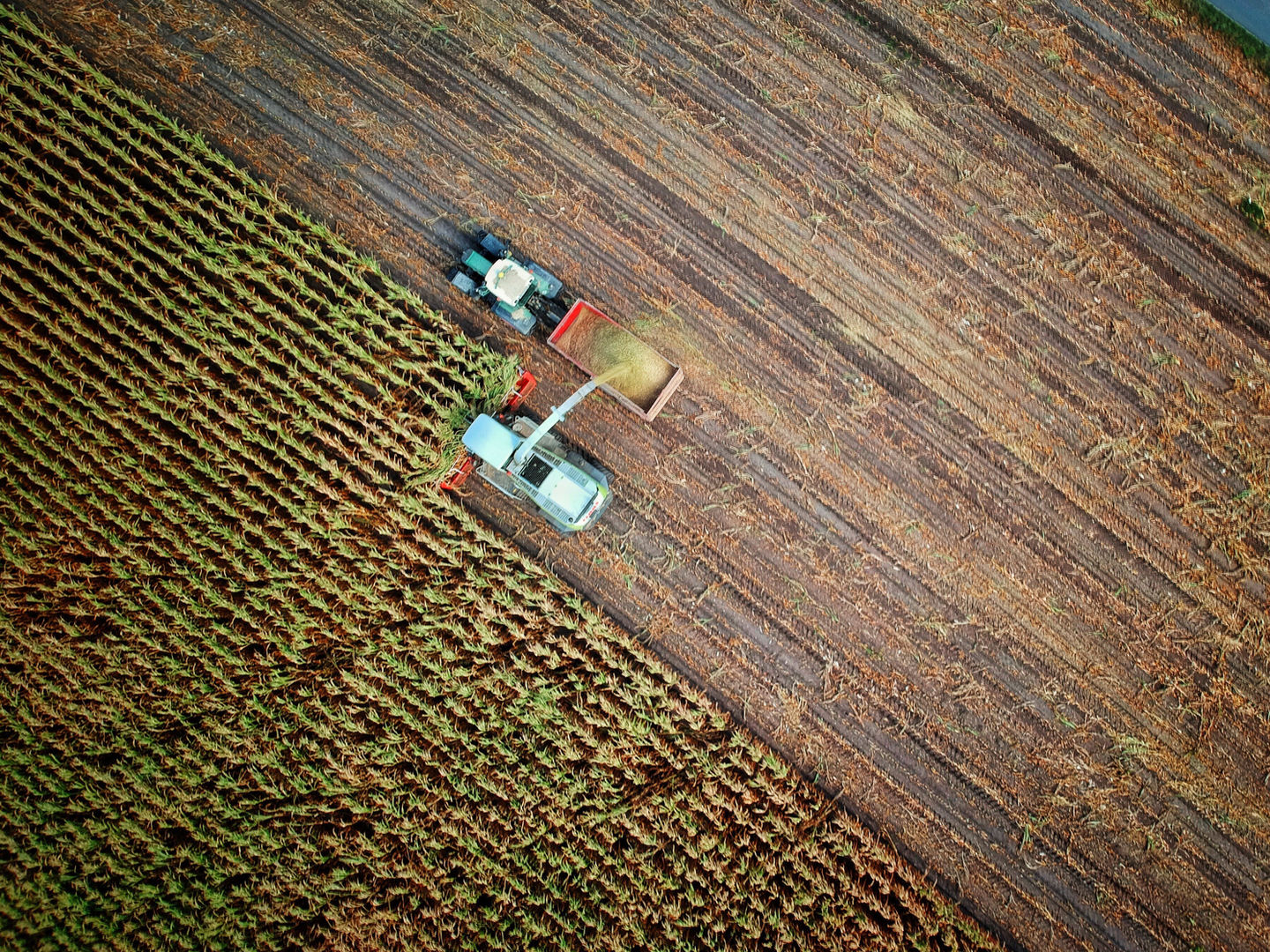 Soybeans