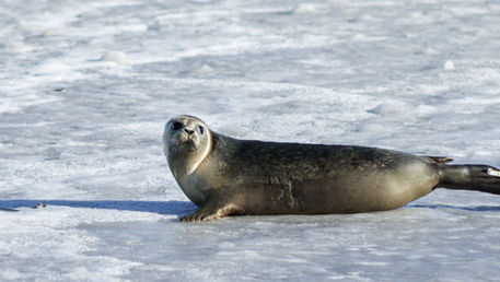 Selfangst - overmoden for avvikling