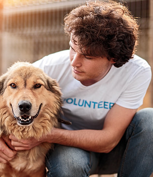 Dog Shelter