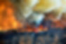 Forest Fire