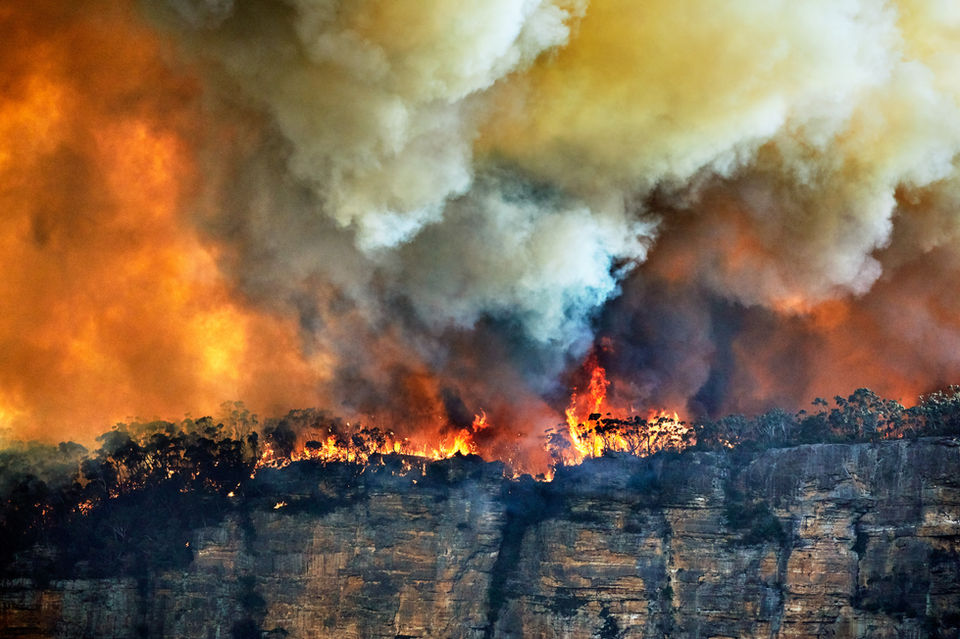 Forest Fire