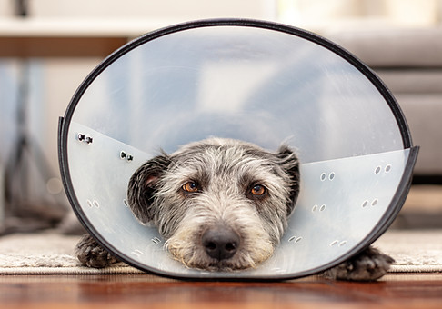 dog wearing a medical cone