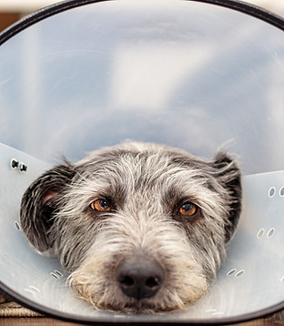 Dog in Cone
