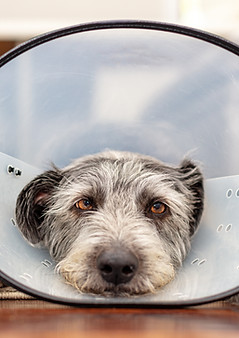 Dog in Cone