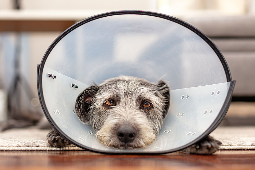 Dog In Recovery