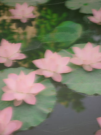 Rosa Lotusblüten