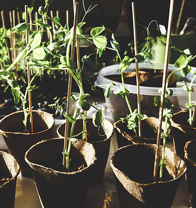 Plant Nursery