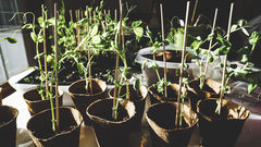 How to Successfully Germinate Seeds for Your Farm Nursery
