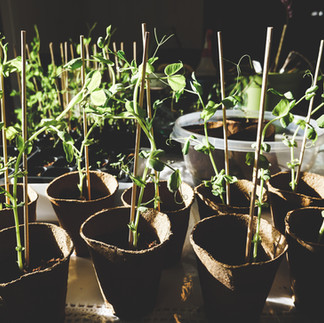 Aérer régulièrement l'espace de culture