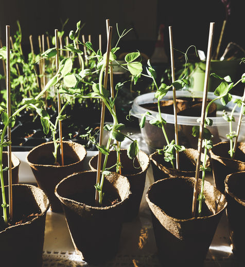 Programas de adaptação climática voltados à sustentabilidade e gestão territorial