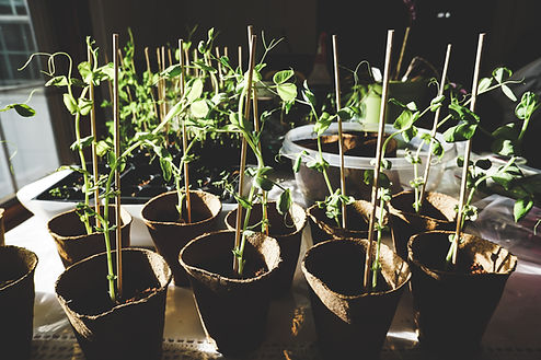 Seedlings in Pots