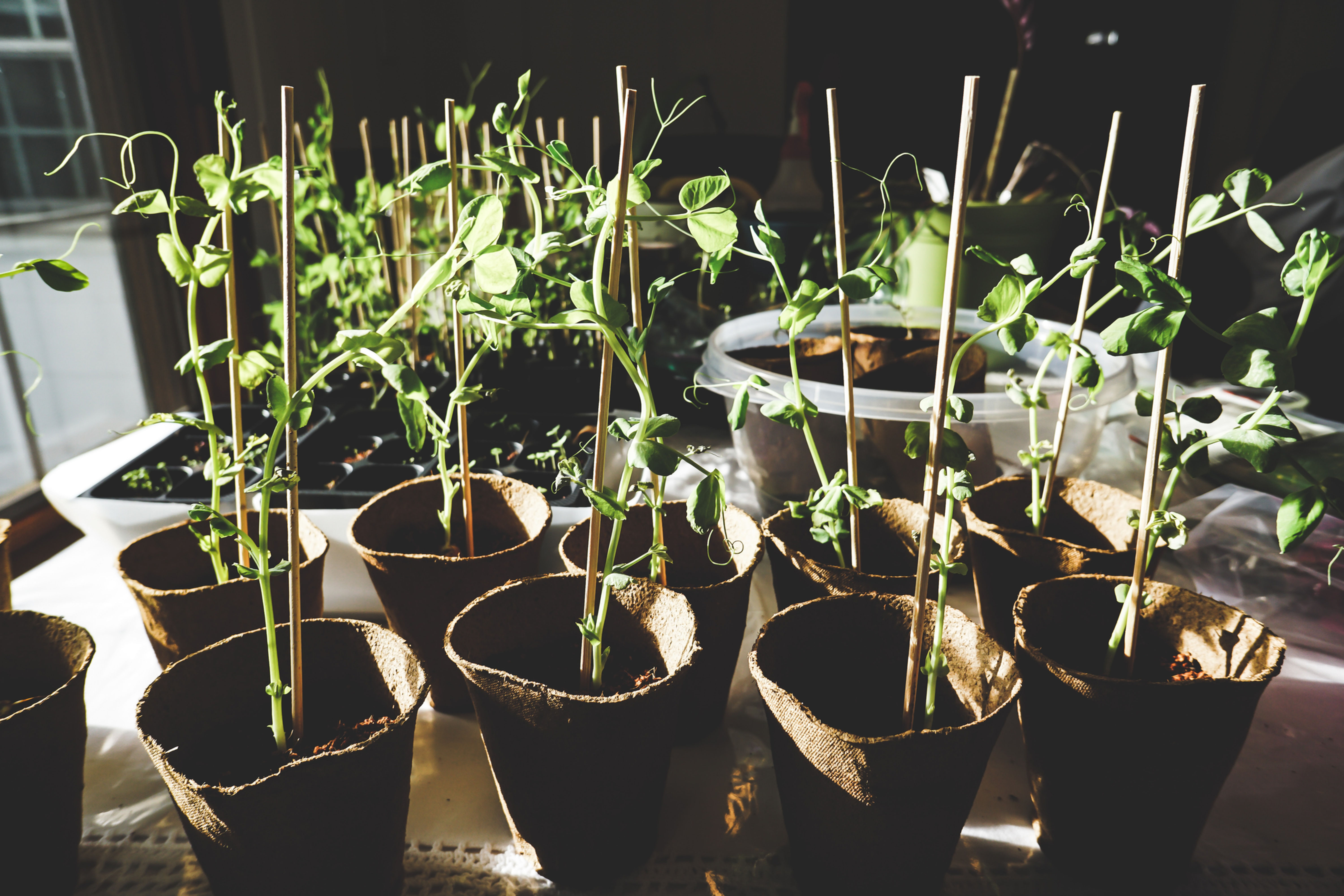 Starter Plants