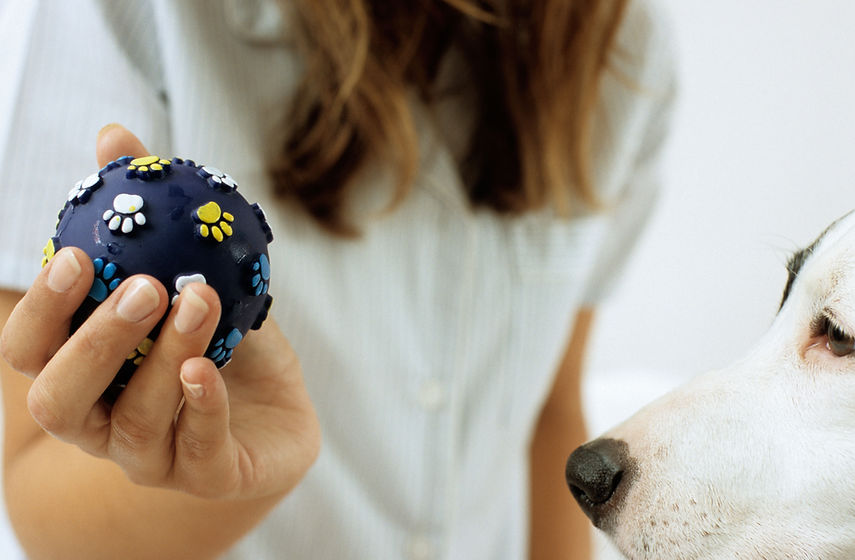Playing with a Dog Toy