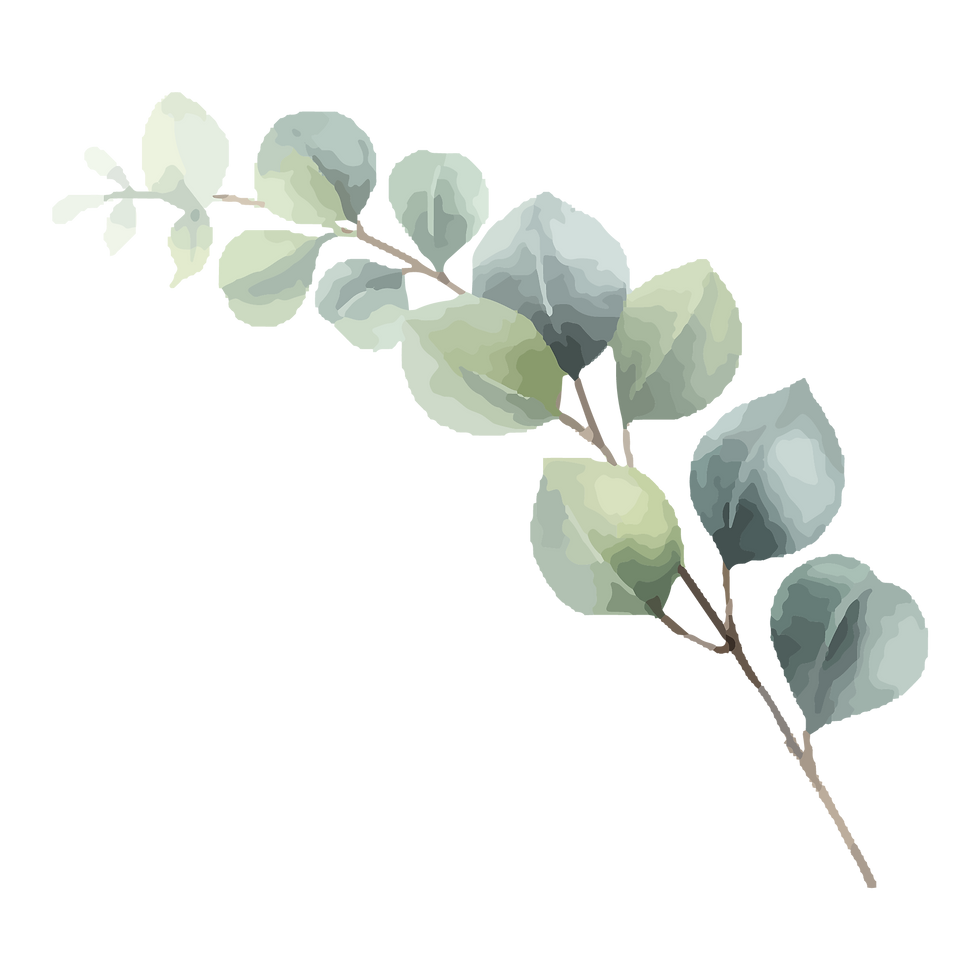 Eucalyptus Branch Illustration
