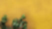 Cactus on Yellow Wall