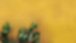 Cactus sur le mur jaune