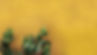 Cactus on Yellow Wall