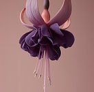Purple Fuchsia Bloom