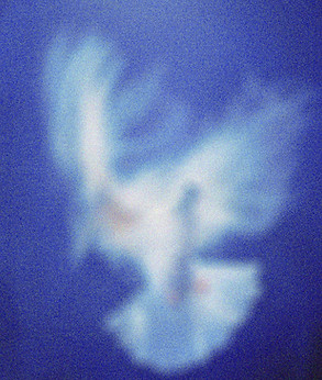 Blurry White Bird