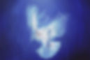 Blurry White Bird Silhouette