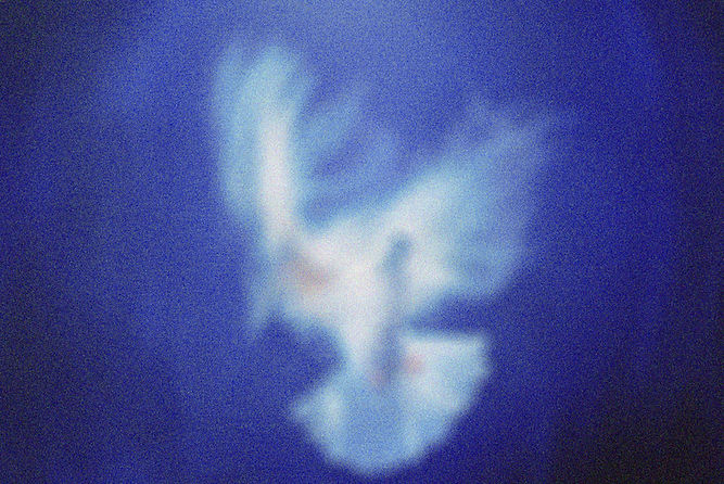 Blurry White Bird Silhouette
