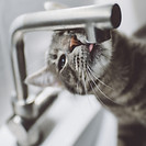 Cat Licking Faucet