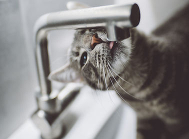 Chat gris buvant du robinet