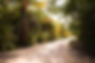 Sunny dirt path lined with palm trees and lush greenery