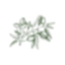 Fruit Branch