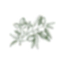 Fruit Branch