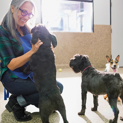 Dog daycare owner petting dog