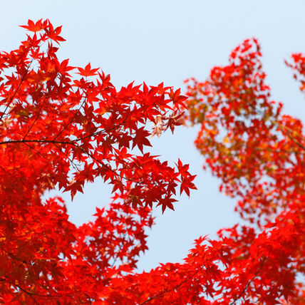 Red Leaves