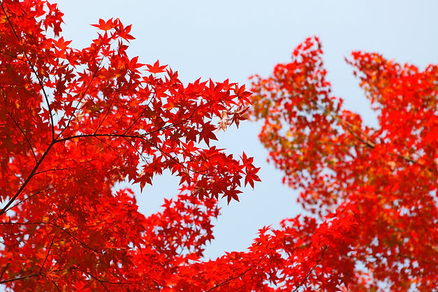 Red Leaves