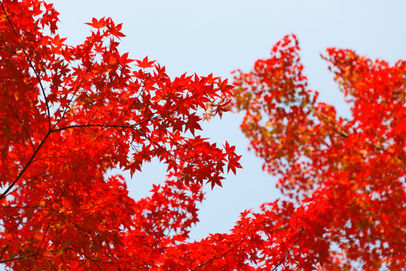 紅葉