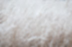Snowy Grass Field