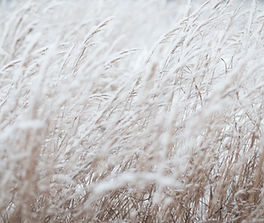 Herbe blanche
