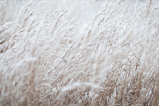 White Grass