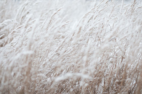 Frozen grass: Winter teaches us to slow down to speed up