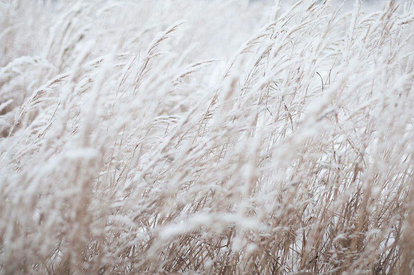 White Grass
