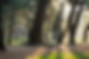 big tree