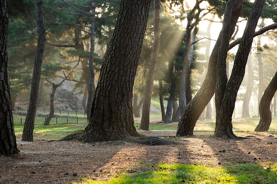 trees in a woodland space