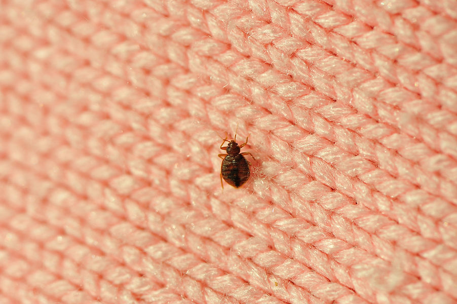 close-up image of bed bug