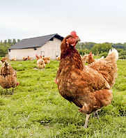 Free Range Chicken Farm